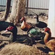 Несушки в Апшеронському районі апшеронському