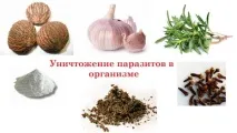 Народні засоби від глистів у дорослих дорослих