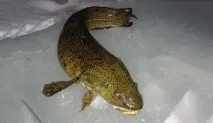 хижаки