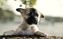 първоначално кученце