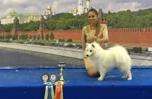 любимци любимци