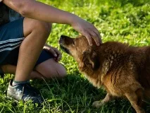 Знайдено п’ять генів, які роблять собак друзями людини знайдено