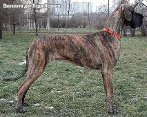 Німецький дог - Датський дог - найбільший собака німецький