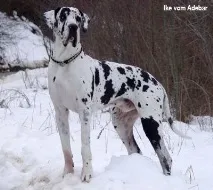 Німецький дог - Датський дог - найбільший собака німецький