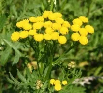 Народні засоби від глистів у дорослих глистів