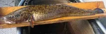рыбы
