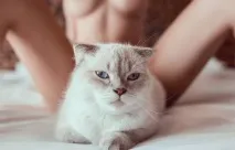 Гола дівчина та кішка стали головними героями - пухнастої - еротичної фотосесії кішка