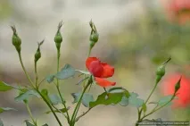 тогава само самотен