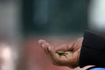 проси майка