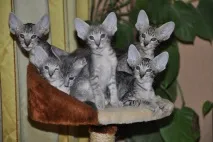 кучешки ориенталски