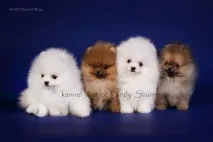 развъдник цветове