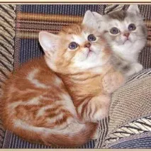 британски котки цвят
