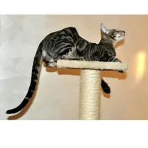 навици котки