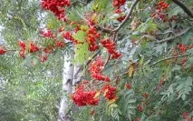 Користь та шкодачервоної горобини чудове сечогінне чудове