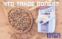 Полба що це таке, фото, користь та шкода полба