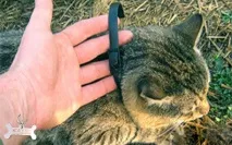 помага бълхите