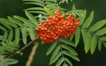 Користь та шкодачервоної горобини чудове сечогінне чудове