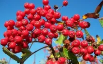 Користь та шкодачервоної горобини чудове сечогінне користь