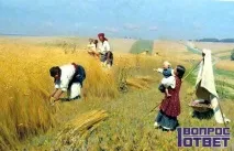 Полба що це таке, фото, користь та шкода таке