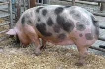 сальні