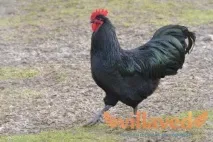 пилета australorp