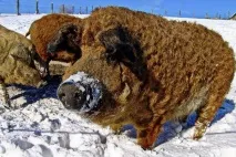 свиней