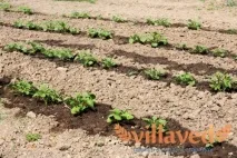 Підживлення картоплі перед, під час посадки та після неї підживлення