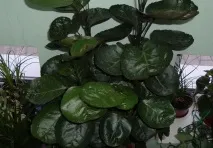 видове видове