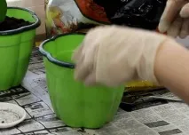 домашніх