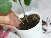 умовах