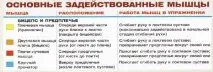 Підйом гантеліна біцепс у лаві Скотта - MAX-BODY max-body