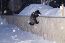 дъвче нещо това животно