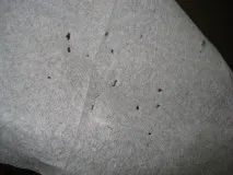 Полювання на мух чи час лікуватися полювання