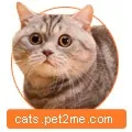 Розплідник кішок AMBERCAT ambercat