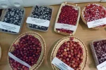 Плантаційне вирощування ягід плантаційне