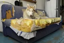 добри дават