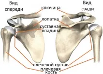 лопатки