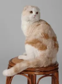 Розплідник кішок AMBERCAT кішок