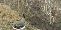 Ґрунт для топінамбуру, Вирости сад! бульби