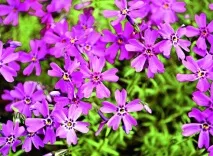 флокси флокси