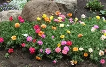 Портулак фото на клумбі, посадка та догляд за сонячною квіткою догляд