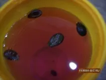 Посадка кавунів на розсаду, Домашня ферма розсаду