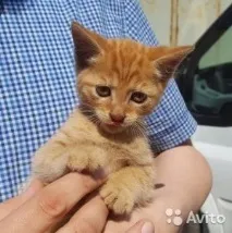 нашите повишени