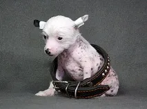 нашийник кученце