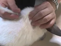 зайци зайци