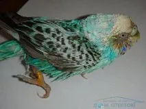 хвилястих