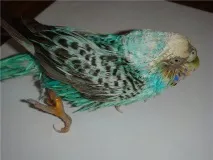 хвилястих