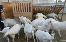 дома коза