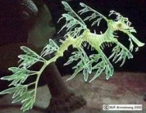 Розмноження Морських ковзанів голок