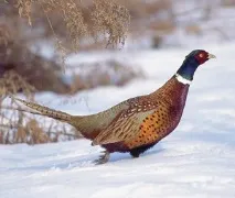 дома дома